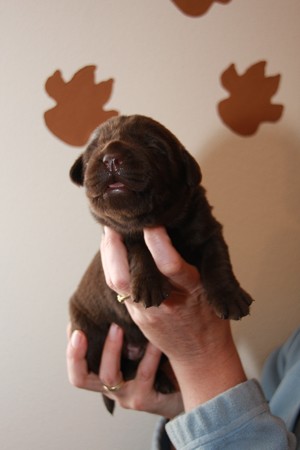 Mr. Choco IMG_9860