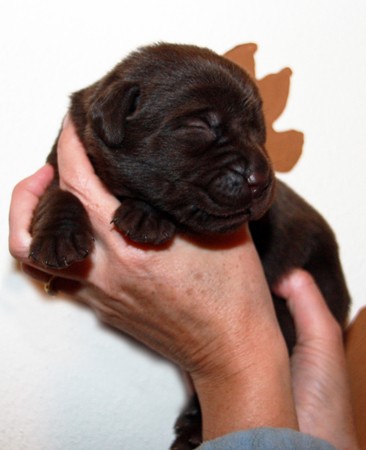 Mrs. Choco IMG_9832