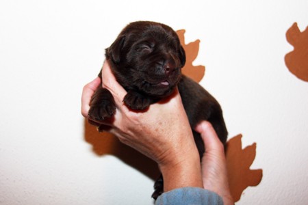 Mrs. Choco IMG_9833