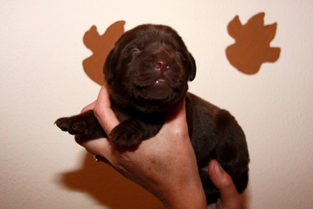 Mrs. Choco IMG_9835
