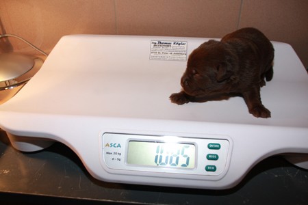 Mrs. Choco IMG_9836