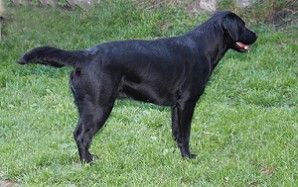 Blacky Barbarella vom Falkenberg by Austrian Retriever "Jagdlinie"