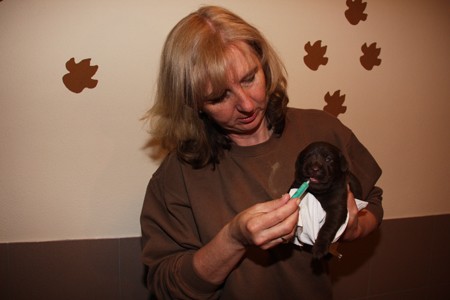 Mrs Choco IMG_9924