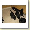 Unsere Welpen IMG_6319