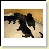 Unsere WelpenIMG_6320