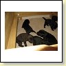 Unsere Welpen IMG_6321