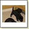 Unsere Welpen IMG_6322