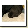 Mrs.Choco beim schlafen IMG_6323