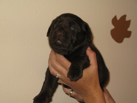 Mr Choco IMG_6331
