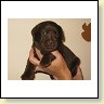 Mrs Choco IMG_6343