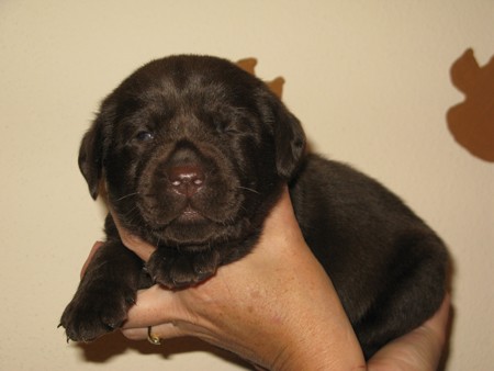 MR. Choco IMG_6348