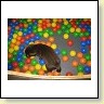 Mrs. Choco IMG_6684