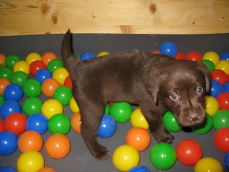 Mrs. Choco IMG_6686