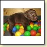 Mrs. Choco IMG_6687