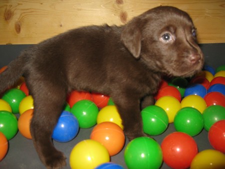 Mrs. Choco IMG_6687
