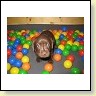 Mrs. Choco IMG_6688