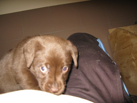 Mrs. Choco IMG_6692