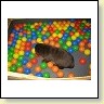 Mr. Choco IMG_6705