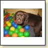 Mr. Choco IMG_6708