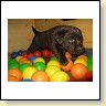 Mr. Choco  IMG_6709
