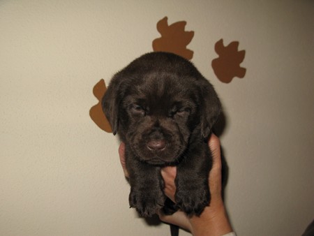 Mr. Choco IMG_6743