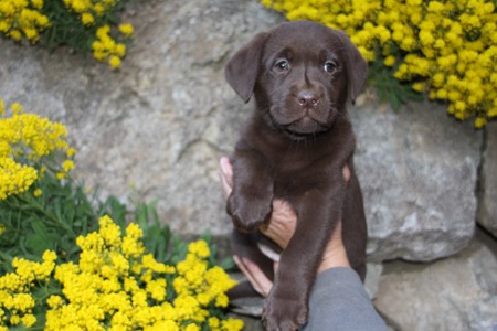 Mrs. Choco IMG_0253