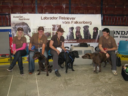 Austrian Retriever bei der Hundeaustellug IMG_7153