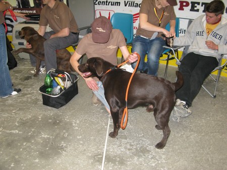 Austrian Retriever bei der Hundeaustellug IMG_7158