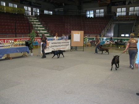 Austrian Retriever bei der Hundeaustellug IMG_7166