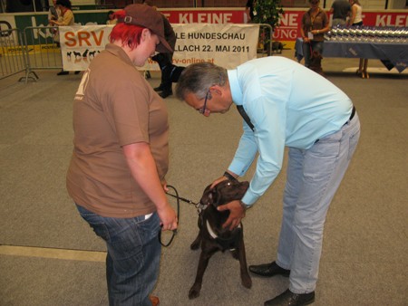 Austrian Retriever bei der Hundeaustellug IMG_7167