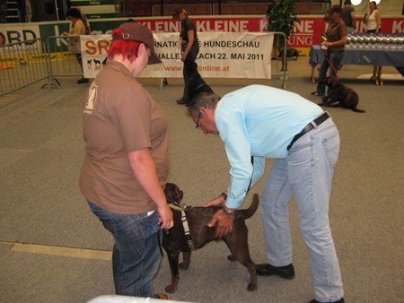 Austrian Retriever bei der Hundeaustellug IMG_7168