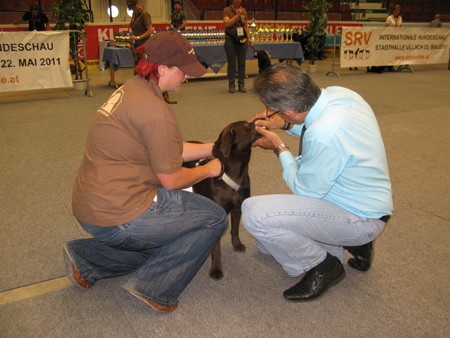 Austrian Retriever bei der Hundeaustellug IMG_7170