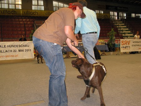 Austrian Retriever bei der Hundeaustellug IMG_7171