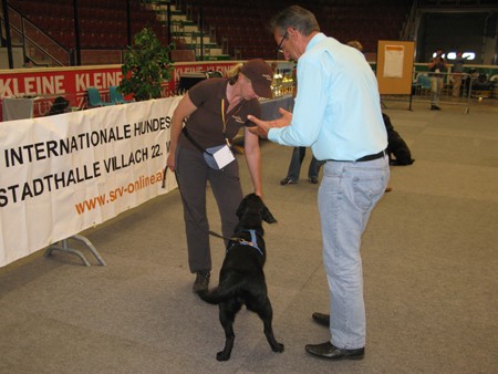 Austrian Retriever bei der Hundeaustellug IMG_7172