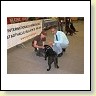 Austrian Retriever bei der Hundeaustellug IMG_7175