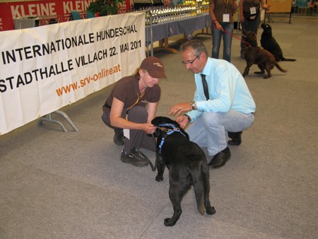 Austrian Retriever bei der Hundeaustellug IMG_7175