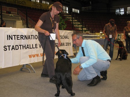 Austrian Retriever bei der Hundeaustellug IMG_7177