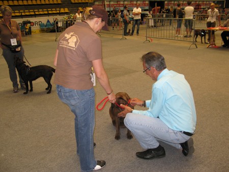 Austrian Retriever bei der Hundeaustellug IMG_7178