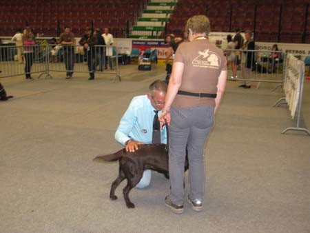 Austrian Retriever bei der Hundeaustellug IMG_7185