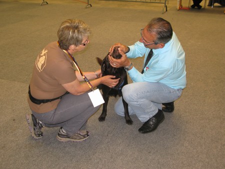 Austrian Retriever bei der Hundeaustellug IMG_7186