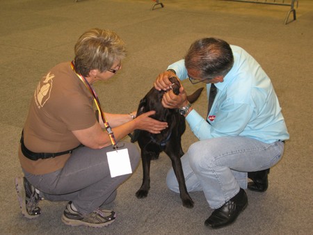 Austrian Retriever bei der Hundeaustellug IMG_7187