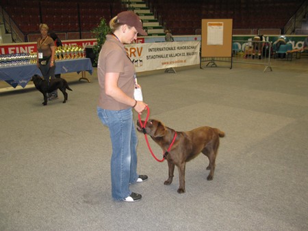 Austrian Retriever bei der Hundeaustellug IMG_7188