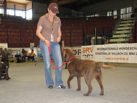 Austrian Retriever bei der Hundeaustellug IMG_7190