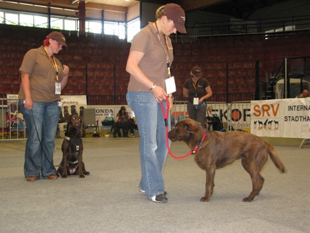 Austrian Retriever bei der Hundeaustellug IMG_7191