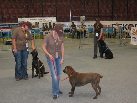 Austrian Retriever bei der Hundeaustellug IMG_7192