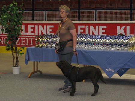 Austrian Retriever bei der Hundeaustellug IMG_7193
