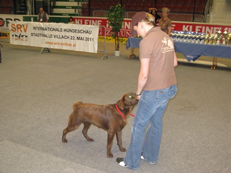 Austrian Retriever bei der Hundeaustellug IMG_7194