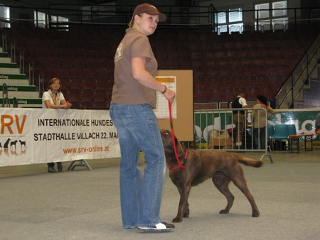 Austrian Retriever bei der Hundeaustellug IMG_7195