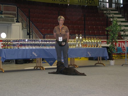 Austrian Retriever bei der Hundeaustellug IMG_7197