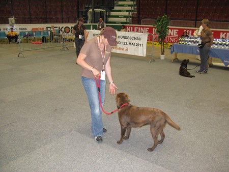 Austrian Retriever bei der Hundeaustellug IMG_7198